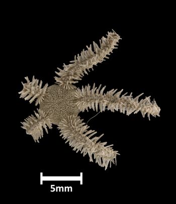 Media type: image;   Invertebrate Zoology OPH-2273 Aspect: dorsal